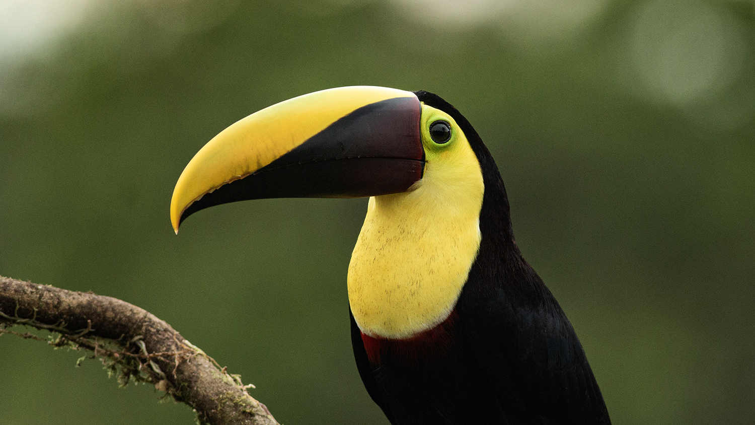 Yellow-throated Toucan